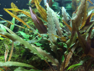 Cryptocoryne undulatus 'Broad Leaf / Red' - Roter gewellter Wasserkelch 1-2-Grow!